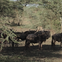 Gnu pręgowane - Connochaetes taurinus - Blue wildebeest