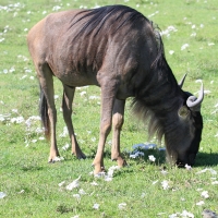 Gnu pręgowane - Connochaetes taurinus - Blue wildebeest