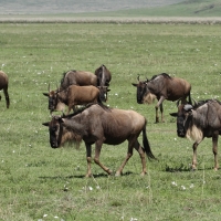 Gnu pręgowane - Connochaetes taurinus - Blue wildebeest