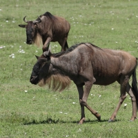 Gnu pręgowane - Connochaetes taurinus - Blue wildebeest