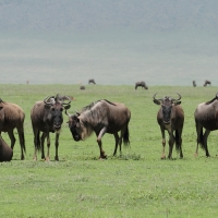 Gnu pręgowane - Connochaetes taurinus - Blue wildebeest