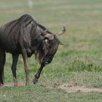 Gnu pręgowane - Connochaetes taurinus - Blue wildebeest