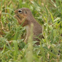 Słońcowiórka czerwononoga - Heliosciurus rufobrachium - Red-legged sun squirrel
