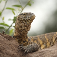 Waran nilowy - Varanus niloticus - Nile monitor