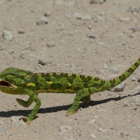 Kameleon uszaty - Chamaeleo dilepis - Flap-necked chameleon