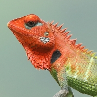Zmiennogama pospolita - Calotes calotes - Green forest lizard 