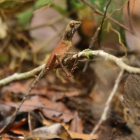 Agama Wiegmana - Otocryptis wiegmanni - Sri Lankan kangaroo lizard