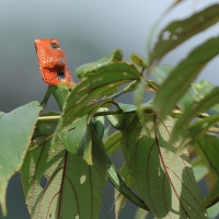 Zmiennogama pospolita - Calotes calotes - Green forest lizard 