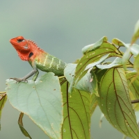 Zmiennogama pospolita - Calotes calotes - Green forest lizard 