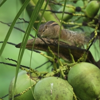 Pasecznik palmowy - Funambulus palmarum - Indian palm squirrel