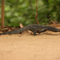 Waran paskowany - Varanus salvator - Asian water monitor 