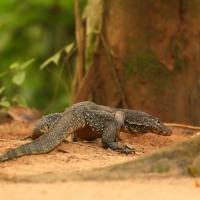 Waran paskowany - Varanus salvator - Asian water monitor 