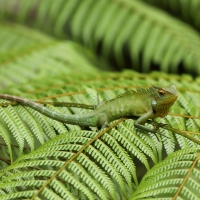 Zmiennogama pospolita - Calotes calotes - Green forest lizard 