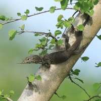 Waran paskowany - Varanus salvator - Asian water monitor 