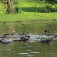 Bawół indyjski - Bubalus arnee - Wild water buffalo 