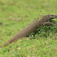 Waran bengalski - Varanus bengalensis - Bengal monitor 