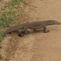 Waran bengalski - Varanus bengalensis - Bengal monitor 