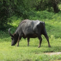 Bawół indyjski - Bubalus arnee - Wild water buffalo 
