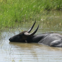 Bawół indyjski - Bubalus arnee - Wild water buffalo 