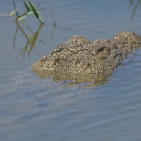 Krokodyl różańcowy - Crocodylus porosus - Saltwater crocodile