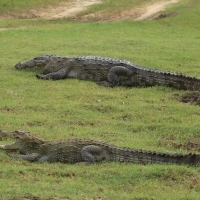Krokodyl różańcowy - Crocodylus porosus - Saltwater crocodile