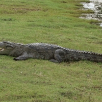Krokodyl różańcowy - Crocodylus porosus - Saltwater crocodile