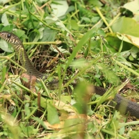 Indian rat snake - Ptyas mucosa