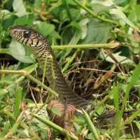 Indian rat snake - Ptyas mucosa