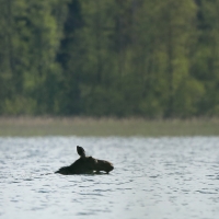 Łoś euroazjatycki - Alces alces - Moose