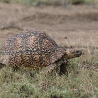 Żółw lamparci - Stigmochelys pardalis - Leopard tortoise