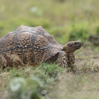Żółw lamparci - Stigmochelys pardalis - Leopard tortoise