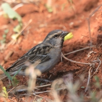 Wróbel nilowy - Passer shelleyi - Shelley's Rufous Sparrow