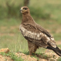 Orzeł sawannowy - Aquila rapax - Tawny Eagle