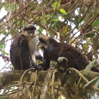 Koczkodan rudoogonowy - Cercopithecus ascanius - Red-tailed monkey
