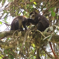 Koczkodan rudoogonowy - Cercopithecus ascanius - Red-tailed monkey