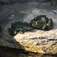 Żaba wodna/jeziorkowa 