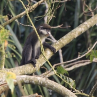 Koczkodan rudoogonowy - Cercopithecus ascanius - Red-tailed monkey