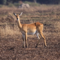 Kob żółty - Kobus kob - Kob