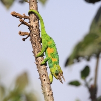 Kameleon Jacksona  - Trioceros jacksonii - Jackson's chameleon