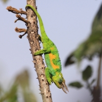 Kameleon Jacksona  - Trioceros jacksonii - Jackson's chameleon