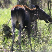 Łoś euroazjatycki - Alces alces - Moose