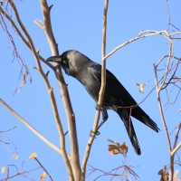 Wrona orientalna - Corvus splendens  - House Crow