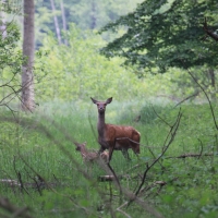 Jeleń szlachetny - Cervus elaphus - Red deer