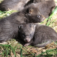 Jenot azjatycki - Nyctereutes procyonoides - Raccoon dog
