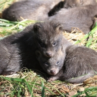 Jenot azjatycki - Nyctereutes procyonoides - Raccoon dog