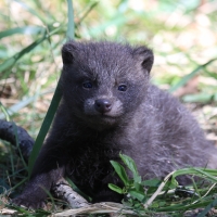 Jenot azjatycki - Nyctereutes procyonoides - Raccoon dog