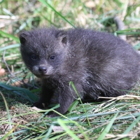 Jenot azjatycki - Nyctereutes procyonoides - Raccoon dog