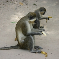 Kotawiec jasnonogi - Chlorocebus sabaeus - Green monkey