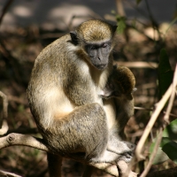 Kotawiec jasnonogi - Chlorocebus sabaeus - Green monkey