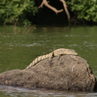 Krokodyl nilowy - Crocodylus niloticus - Nile crocodile